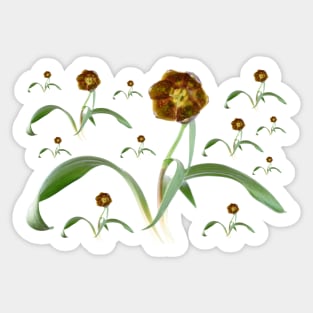 Fritillaria davisii Davis fritillary Sticker